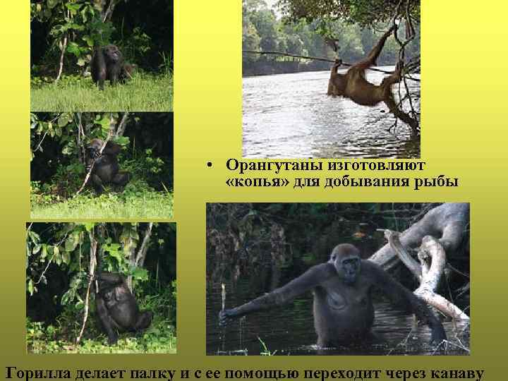  • Орангутаны изготовляют «копья» для добывания рыбы Горилла делает палку и с ее