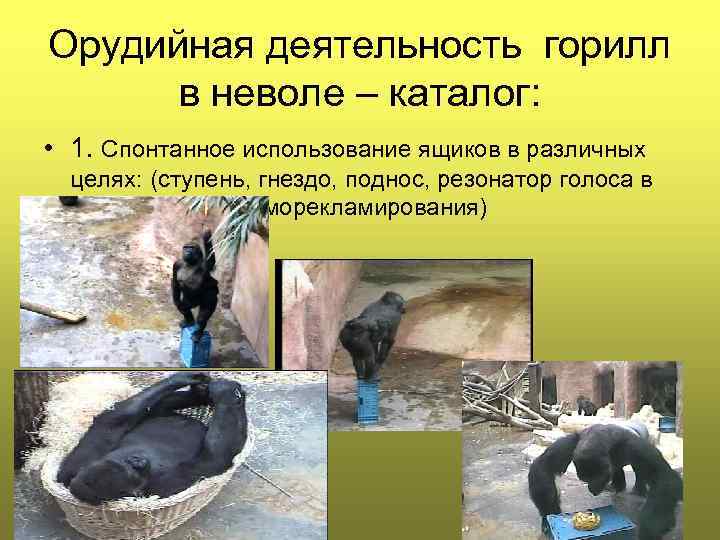 Орудийная деятельность горилл в неволе – каталог: • 1. Спонтанное использование ящиков в различных