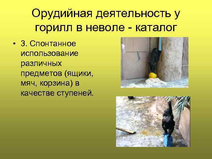 Орудийная деятельность у горилл в неволе - каталог • 3. Спонтанное использование различных предметов