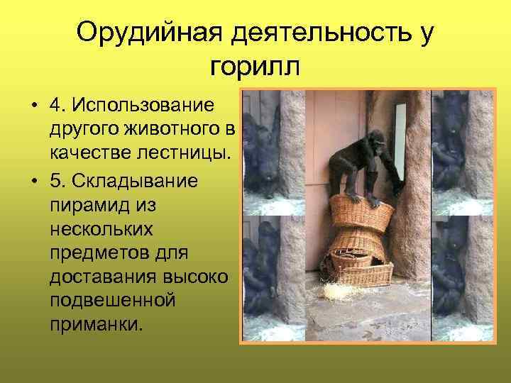 Орудийная деятельность у горилл • 4. Использование другого животного в качестве лестницы. • 5.