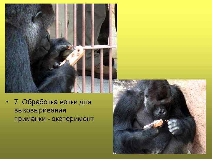  • 7. Обработка ветки для выковыривания приманки - эксперимент 