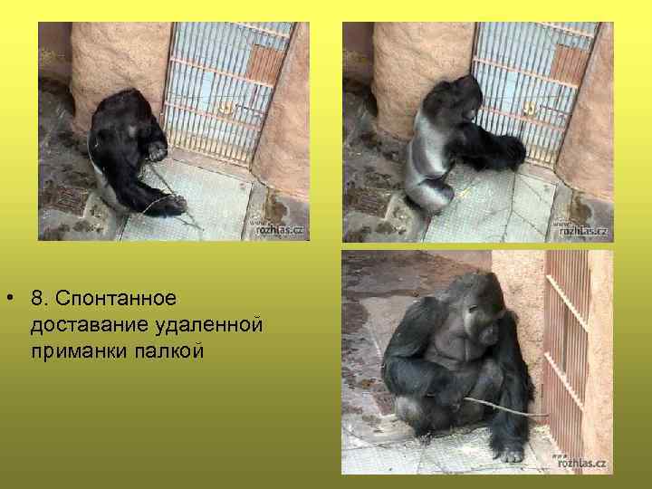  • 8. Спонтанное доставание удаленной приманки палкой 