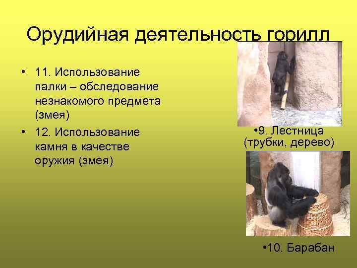 Орудийная деятельность горилл • 11. Использование палки – обследование незнакомого предмета (змея) • 12.
