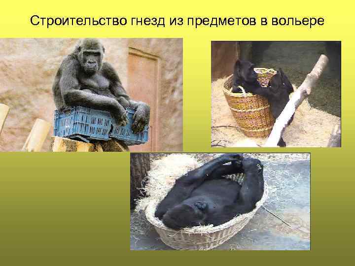Строительство гнезд из предметов в вольере 