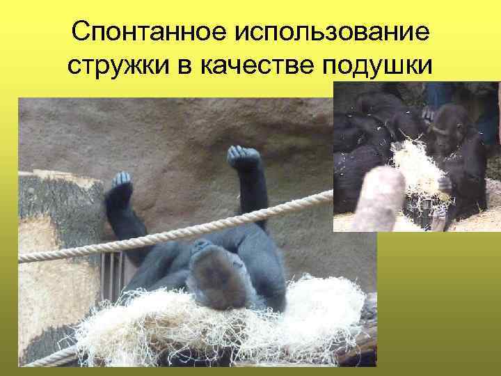 Спонтанное использование стружки в качестве подушки 