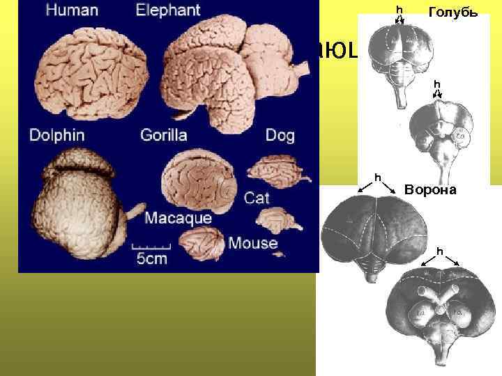 Мозг голубя. Головной мозг голубя. Размер мозг голубя и человека. Голубиный мозг размер.