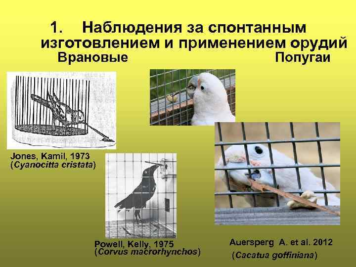 1. Наблюдения за спонтанным изготовлением и применением орудий Врановые Попугаи Jones, Kamil, 1973 (Cyanocitta