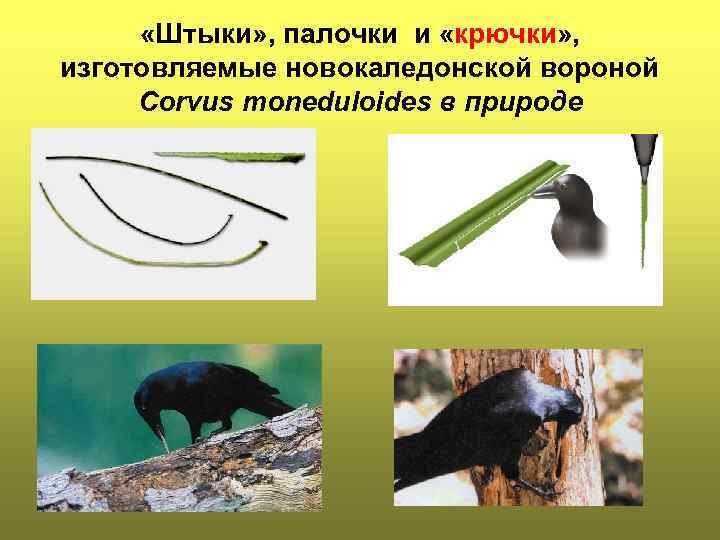  «Штыки» , палочки и «крючки» , изготовляемые новокаледонской вороной Corvus moneduloides в природе