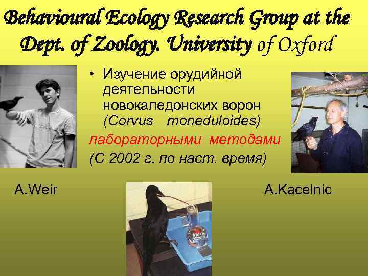 Behavioural Ecology Research Group at the Dept. of Zoology. University of Oxford • Изучение