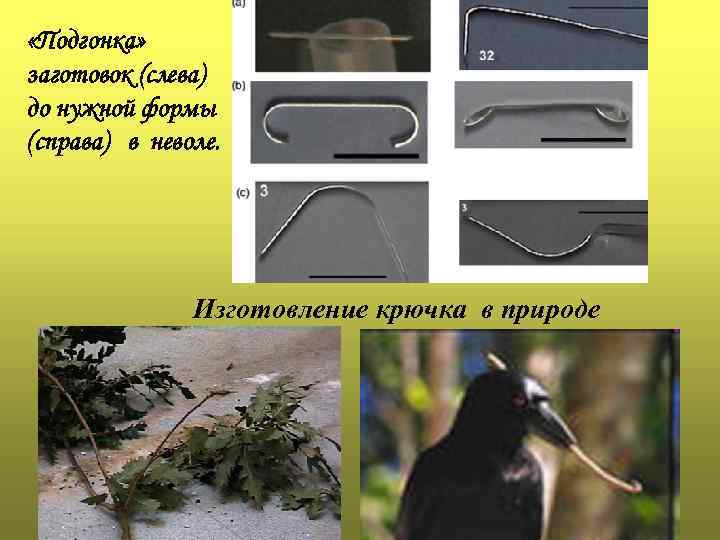  «Подгонка» заготовок (слева) до нужной формы (справа) в неволе. Изготовление крючка в природе