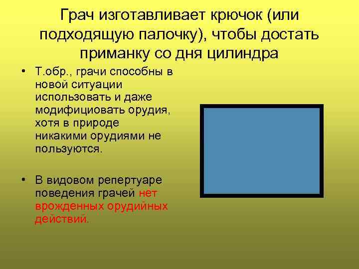 Грач изготавливает крючок (или подходящую палочку), чтобы достать приманку со дня цилиндра • Т.