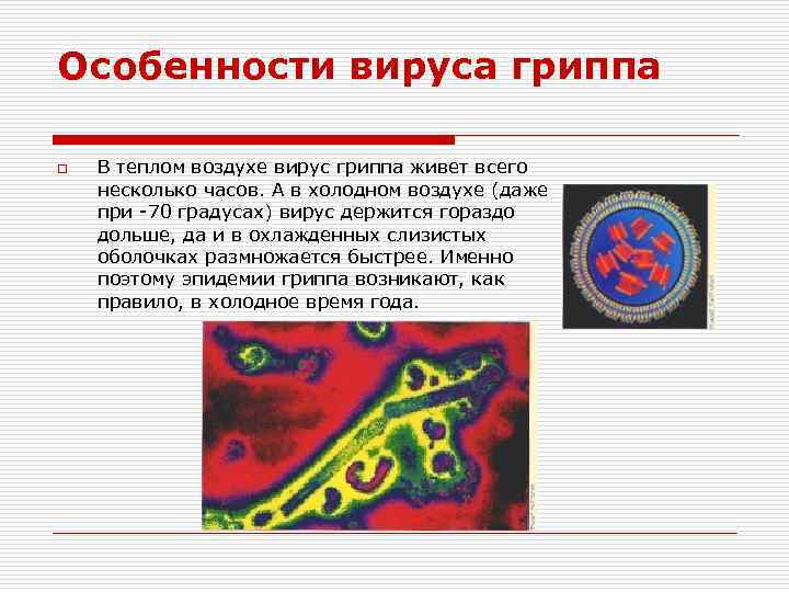 Особенности вируса гриппа o В теплом воздухе вирус гриппа живет всего несколько часов. А