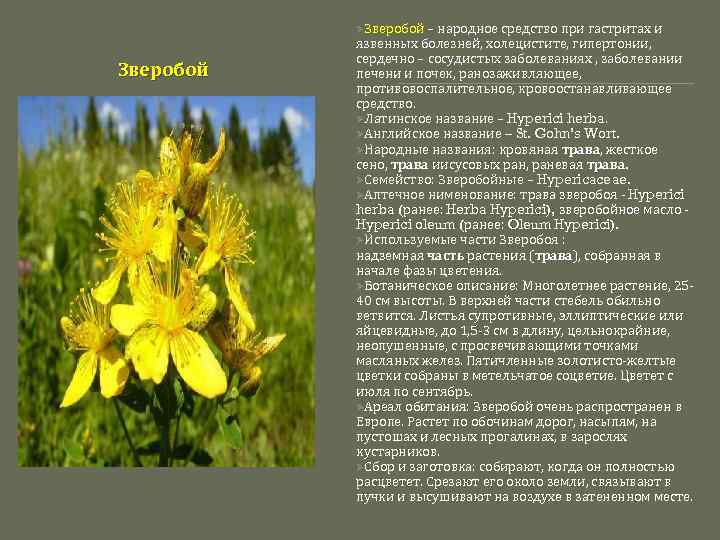 ØЗверобой – народное средство при гастритах и Зверобой язвенных болезней, холецистите, гипертонии, сердечно –