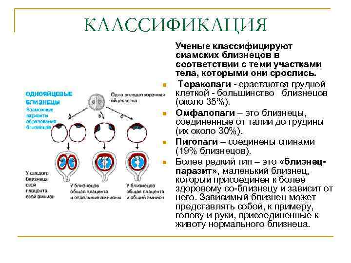 КЛАССИФИКАЦИЯ Ученые классифицируют сиамских близнецов в соответствии с теми участками тела, которыми они срослись.