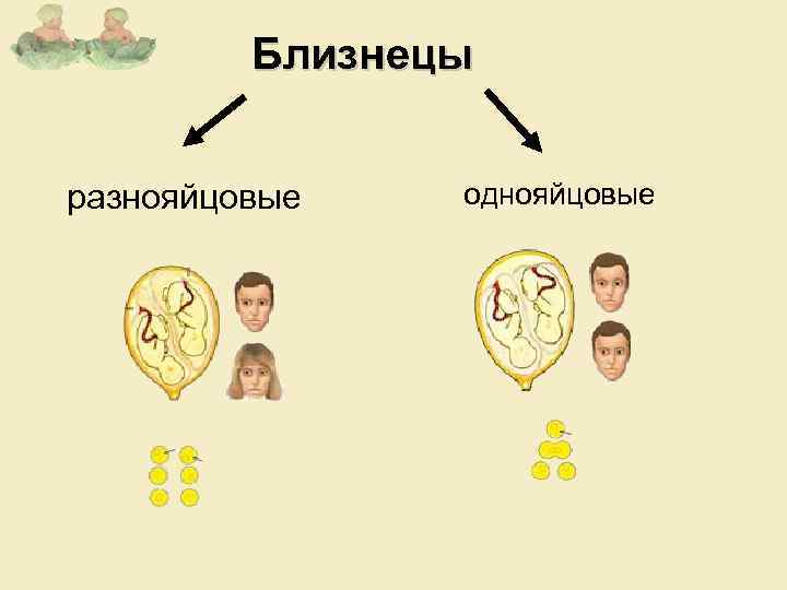 Близнецы разнояйцовые однояйцовые 