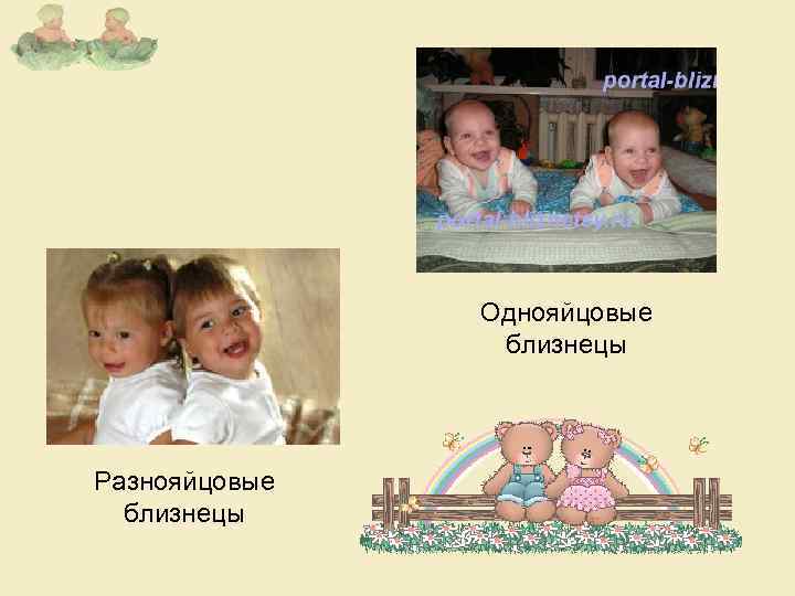Однояйцовые близнецы Разнояйцовые близнецы 