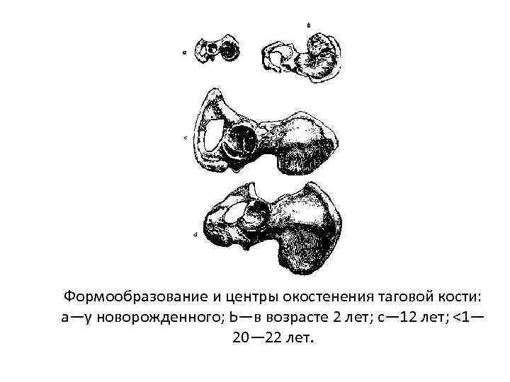 Кости новорожденного. Центры окостенения. Первичный центр окостенения. Добавочные центры окостенения. Эндесмальные кости.