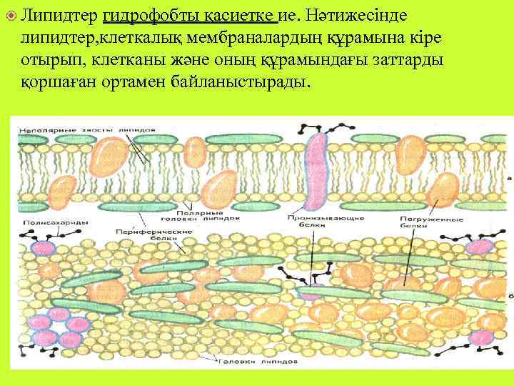 Липидтер