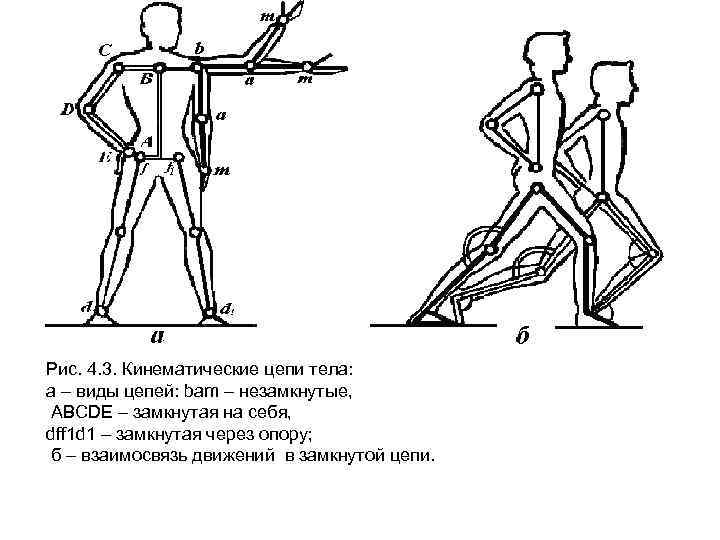 Рис. 4. 3. Кинематические цепи тела: а – виды цепей: bam – незамкнутые, ABCDE