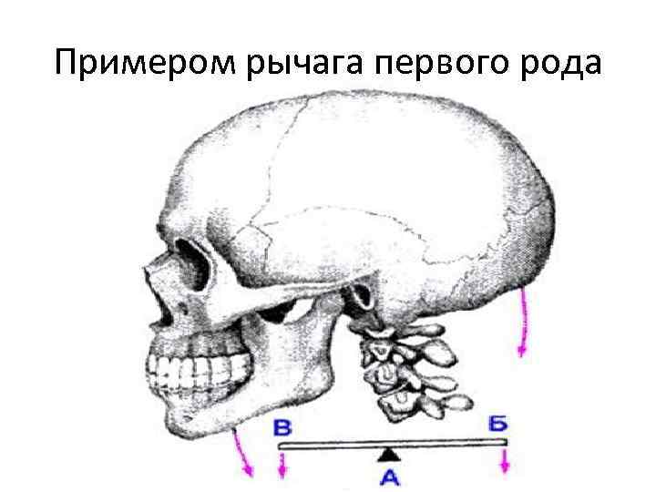 Примером рычага первого рода 