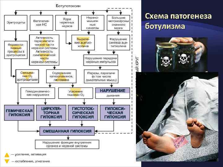 Ботулизм патогенез схема