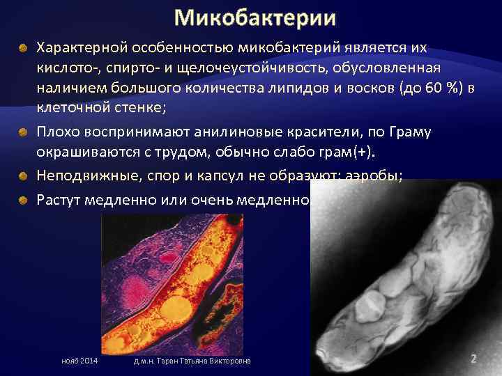 Микобактерии Характерной особенностью микобактерий является их кислото-, спирто- и щелочеустойчивость, обусловленная наличием большого количества