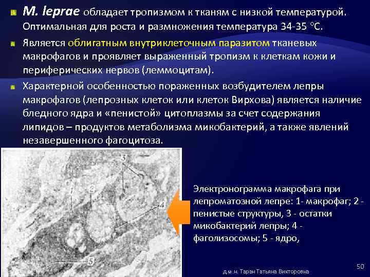 M. leprae обладает тропизмом к тканям с низкой температурой. Оптимальная для роста и размножения