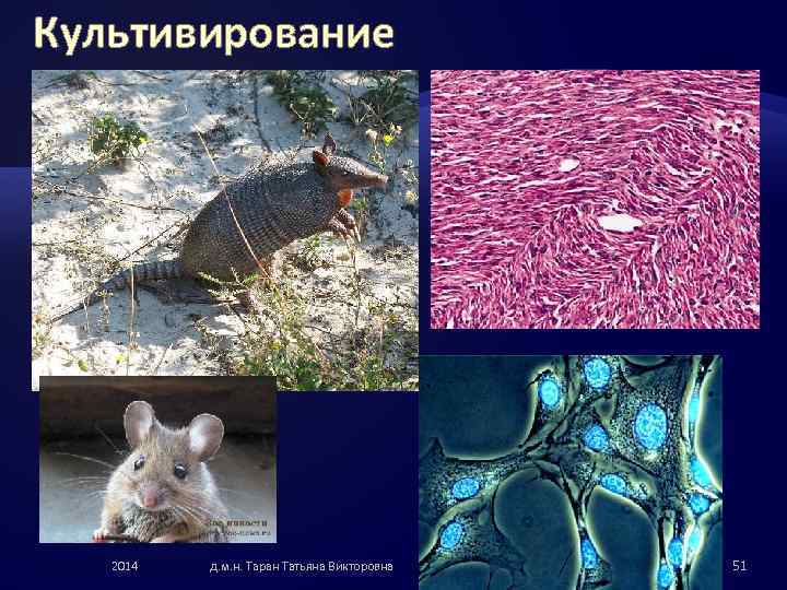 Культивирование 2014 д. м. н. Таран Татьяна Викторовна 51 