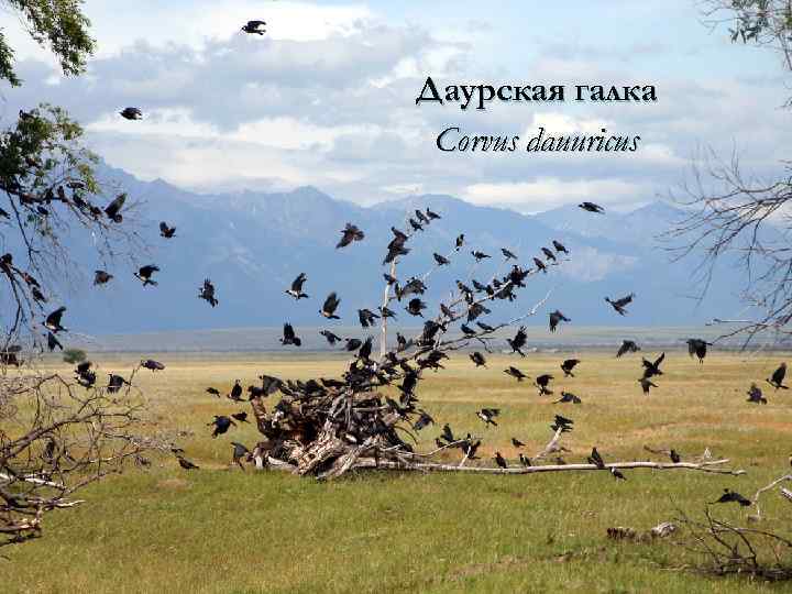 Даурская галка Corvus dauuricus 