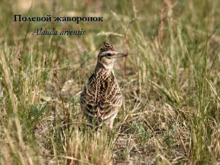 Полевой жаворонок Alauda arvensis 