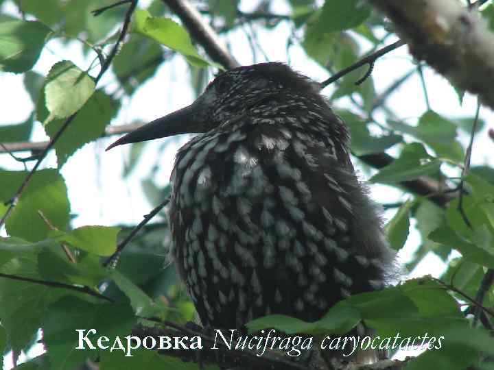 Кедровка Nucifraga caryocatactes 