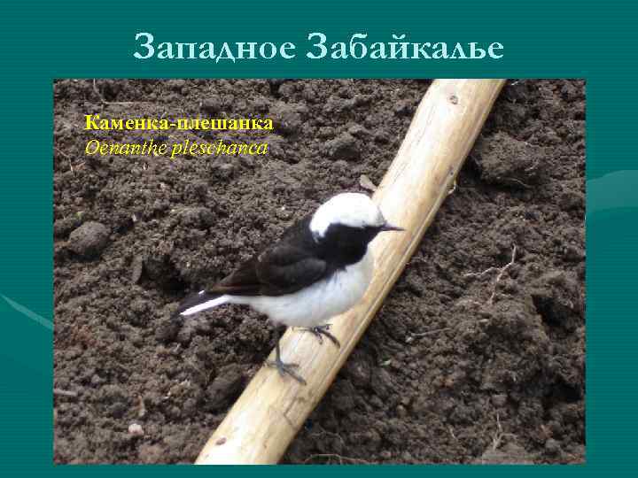 Западное Забайкалье Каменка-плешанка Oenanthe pleschanca 