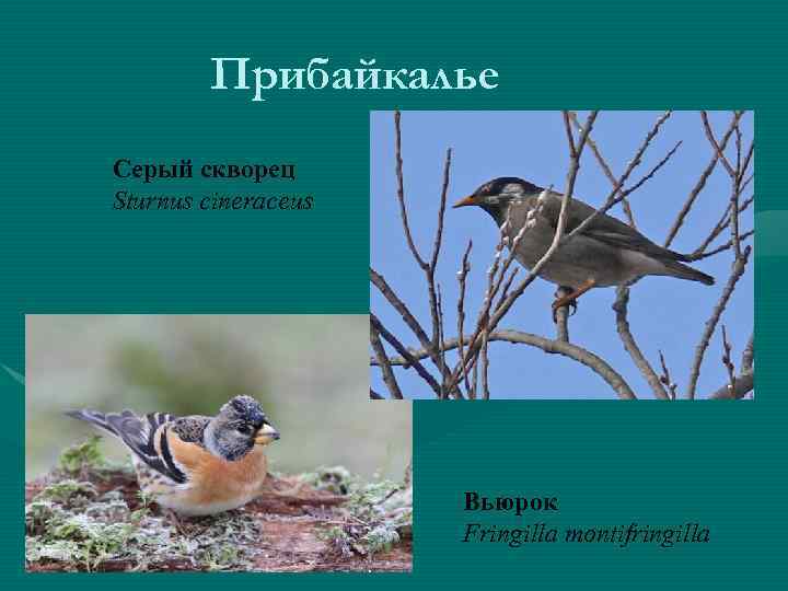 Прибайкалье Серый скворец Sturnus cineraceus Вьюрок Fringilla montifringilla 