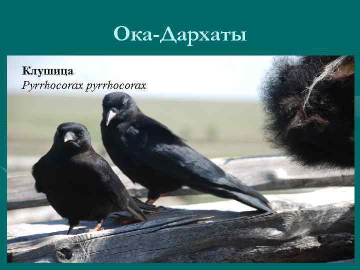 Ока-Дархаты Клушица Pyrrhocorax pyrrhocorax 