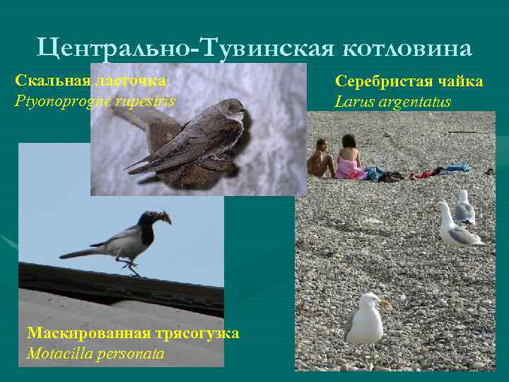 Центрально-Тувинская котловина Скальная ласточка Ptyonoprogne rupestris Маскированная трясогузка Motacilla personata Серебристая чайка Larus argentatus