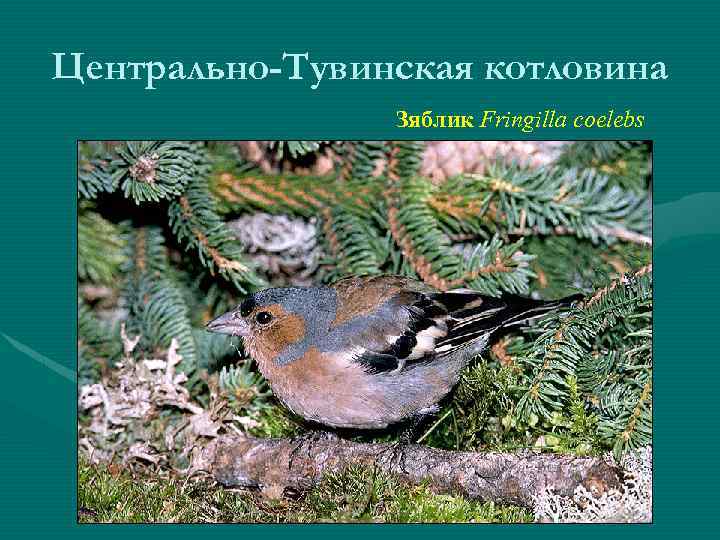 Центрально-Тувинская котловина Зяблик Fringilla coelebs 