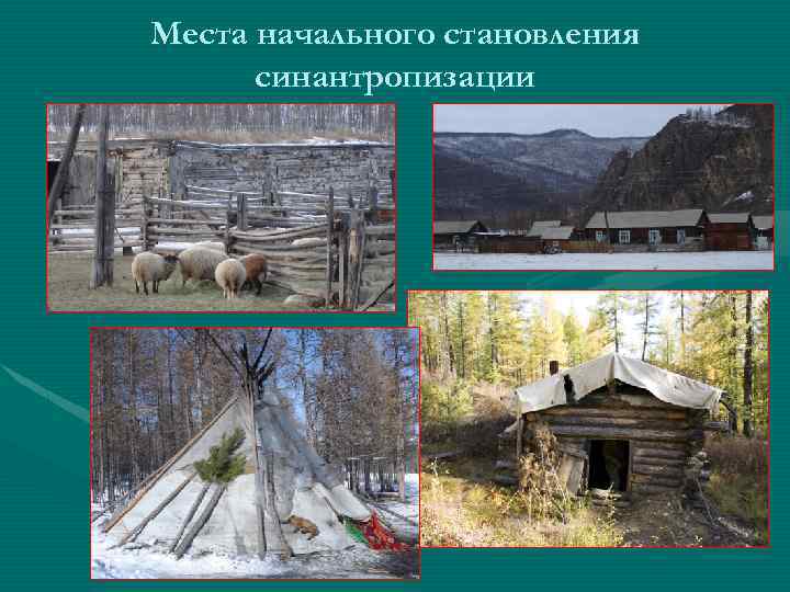 Места начального становления синантропизации 
