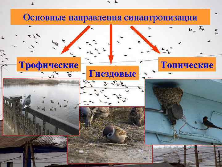 Основные направления синантропизации Трофические Гнездовые Топические 