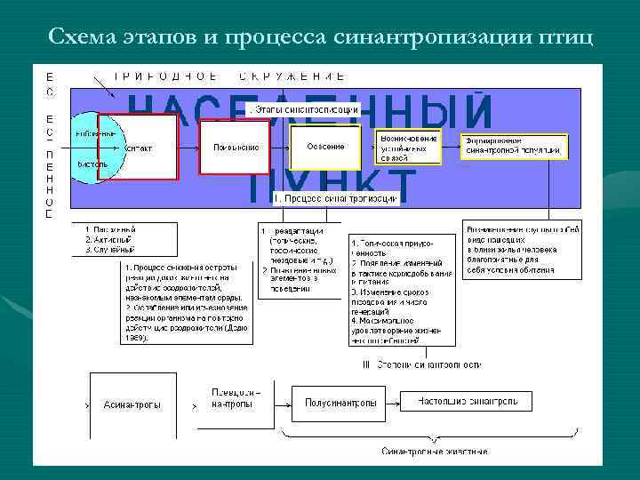 Схема этапов и процесса синантропизации птиц 