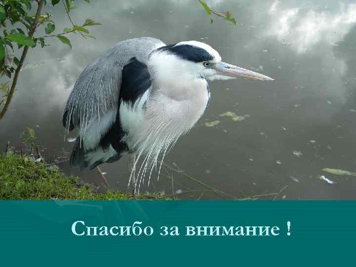 Спасибо за внимание ! 