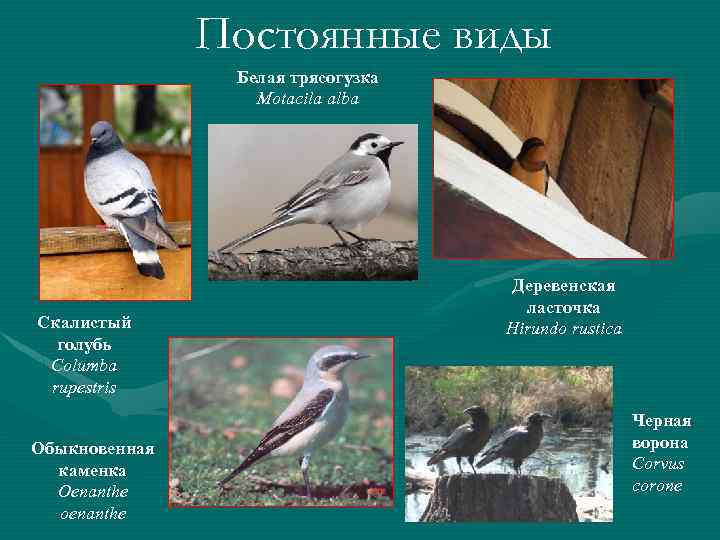 Постоянные виды Белая трясогузка Motacila alba Скалистый голубь Columba rupestris Обыкновенная каменка Oenanthe oenanthe
