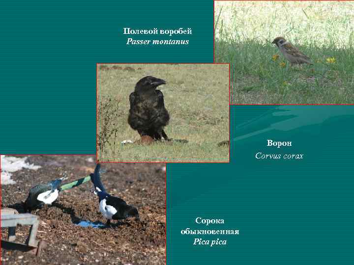 Полевой воробей Passer montanus Ворон Corvus corax Сорока обыкновенная Pica pica 