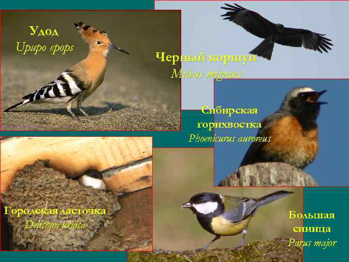 Удод Upupo epops Черный коршун Milvus migrans Сибирская горихвостка Phoenicurus auroreus Городская ласточка Delichon