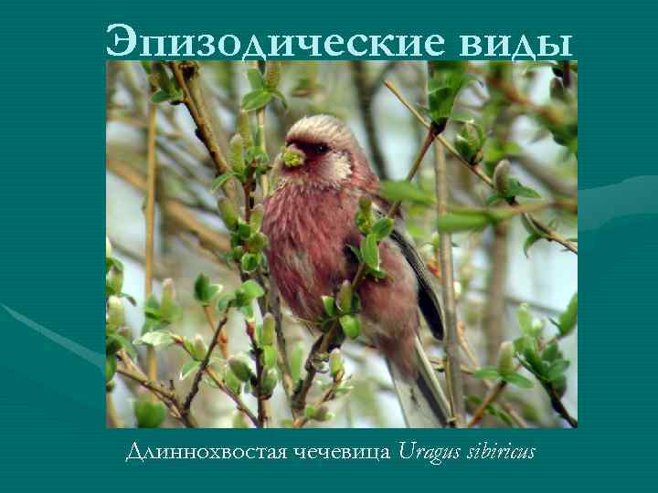 Эпизодические виды Длиннохвостая чечевица Uragus sibiricus 