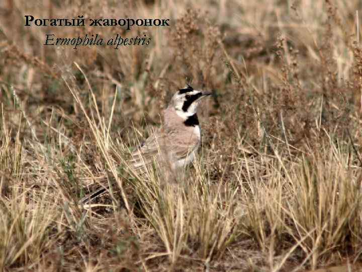 Рогатый жаворонок Ermophila alpestris 