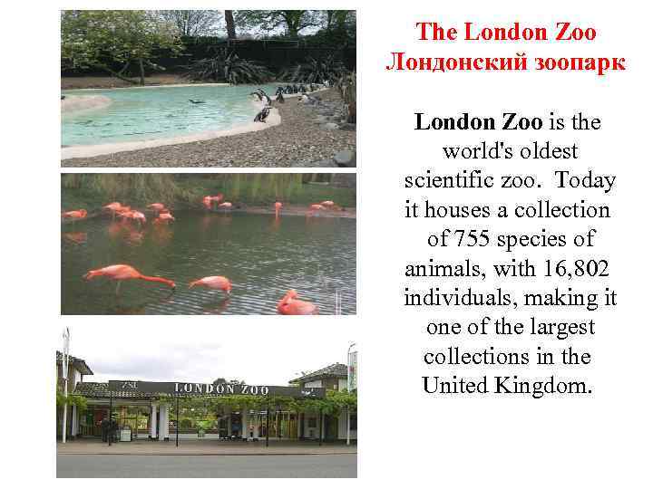 The London Zoo Лондонский зоопарк London Zoo is the world's oldest scientific zoo. Today