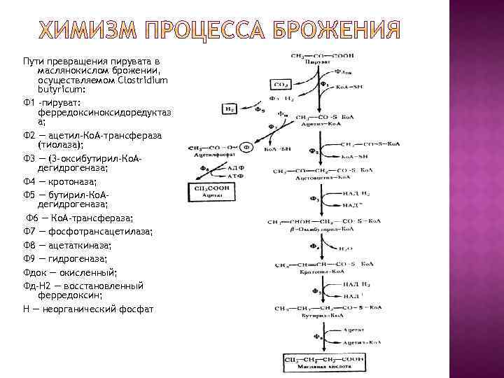 Перечислите известные вам процессы брожения