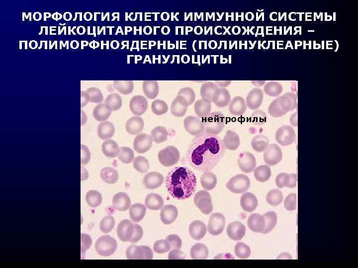 МОРФОЛОГИЯ КЛЕТОК ИММУННОЙ СИСТЕМЫ ЛЕЙКОЦИТАРНОГО ПРОИСХОЖДЕНИЯ – ПОЛИМОРФНОЯДЕРНЫЕ (ПОЛИНУКЛЕАРНЫЕ) ГРАНУЛОЦИТЫ нейтрофилы 