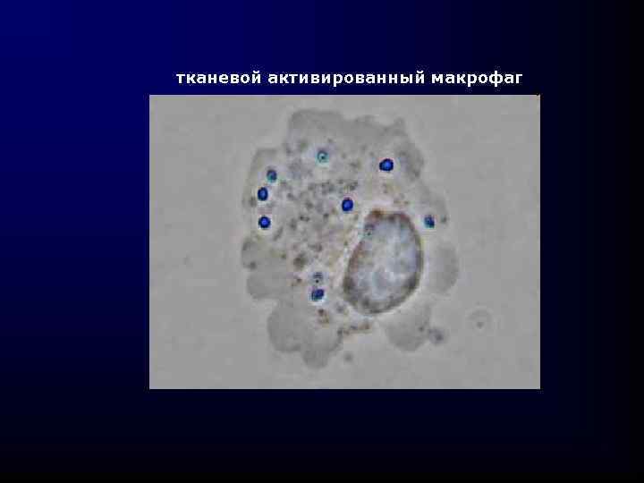 тканевой активированный макрофаг 