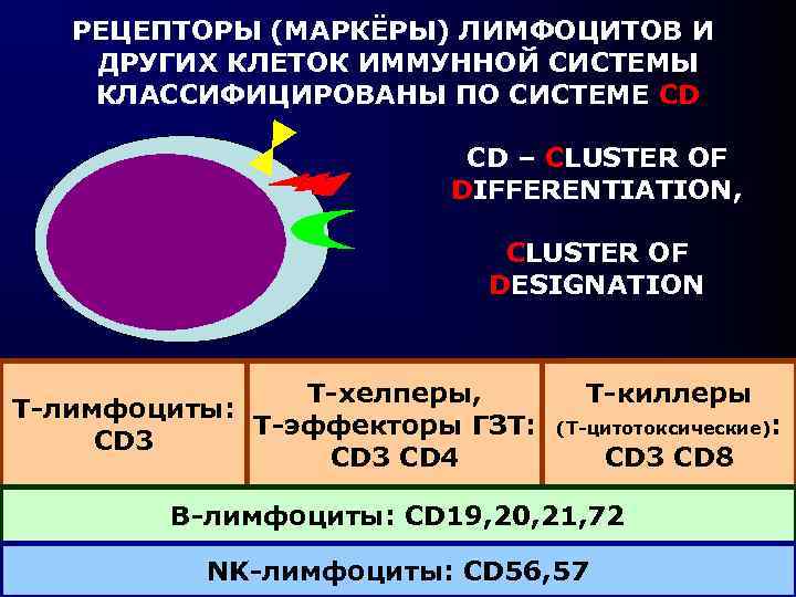 РЕЦЕПТОРЫ (МАРКЁРЫ) ЛИМФОЦИТОВ И ДРУГИХ КЛЕТОК ИММУННОЙ СИСТЕМЫ КЛАССИФИЦИРОВАНЫ ПО СИСТЕМЕ CD CD –